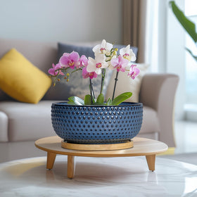 EPFamily Bonsai Pots modern round design enhances living spaces