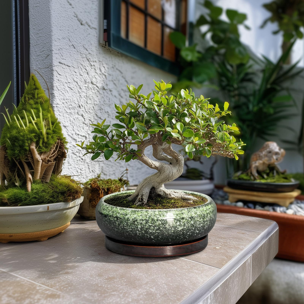 EPFamily ceramic saucer tray keeps surfaces clean during watering.