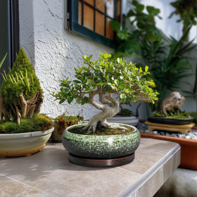 EPFamily ceramic saucer tray keeps surfaces clean during watering.