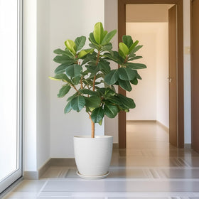 EPFamily gift-worthy planter for plant lovers and homes alike.