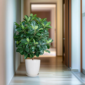 EPFamily indoor/outdoor ceramic planter white suitable for various spaces.