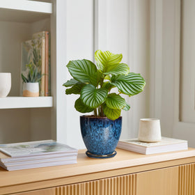 EPFamily plant pot with saucer catches excess water to protect surfaces
