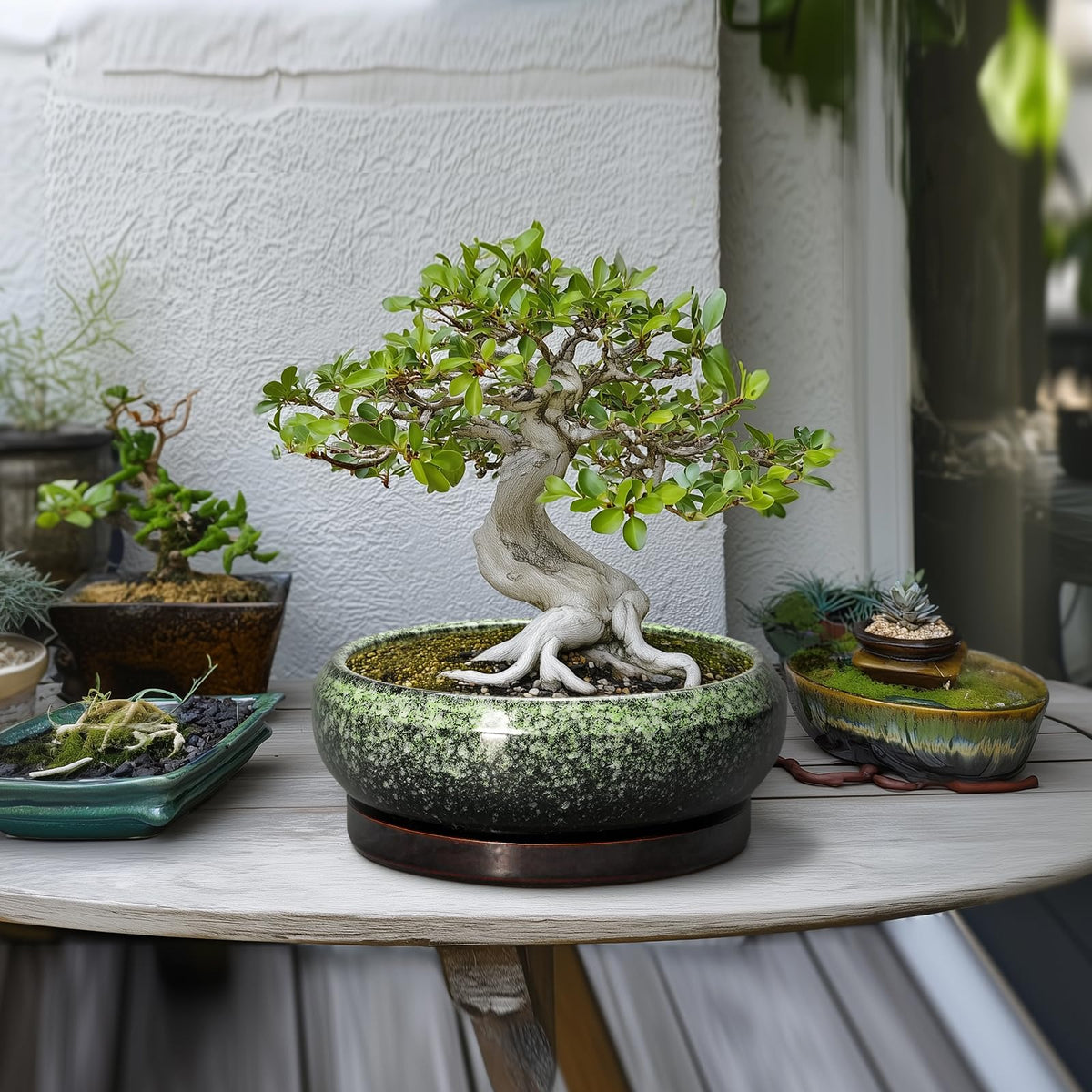EPFamily Planter Drainage Hole Saucer – ensures proper water flow and tidy surfaces.