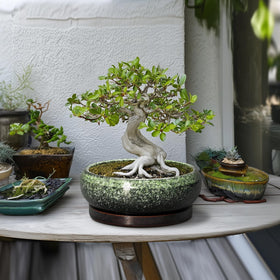 EPFamily Planter Drainage Hole Saucer – ensures proper water flow and tidy surfaces.