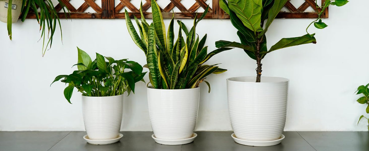 EPFamily white ceramic planter as a thoughtful gift for plant lovers.