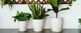EPFamily white ceramic planter as a thoughtful gift for plant lovers.