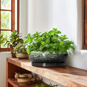 EPFamily Plants Compatibility – suited for bonsai, succulents, herbs, and more.