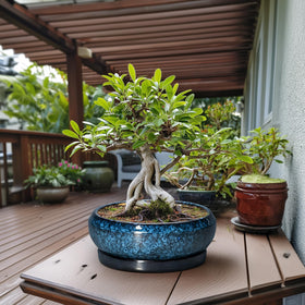 EPFamily round shallow planter for low-profile arrangements