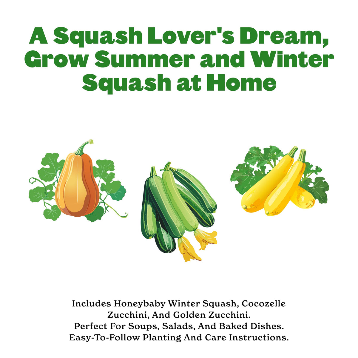 Epic Gardening Cocozelle squash seeds ideal for roasting and fresh summer salads.