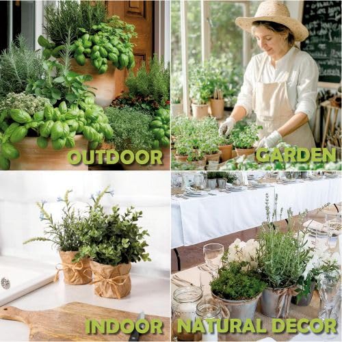 EquSym fresh herbs on kitchen counter ready for daily cooking