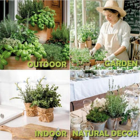 EquSym fresh herbs on kitchen counter ready for daily cooking
