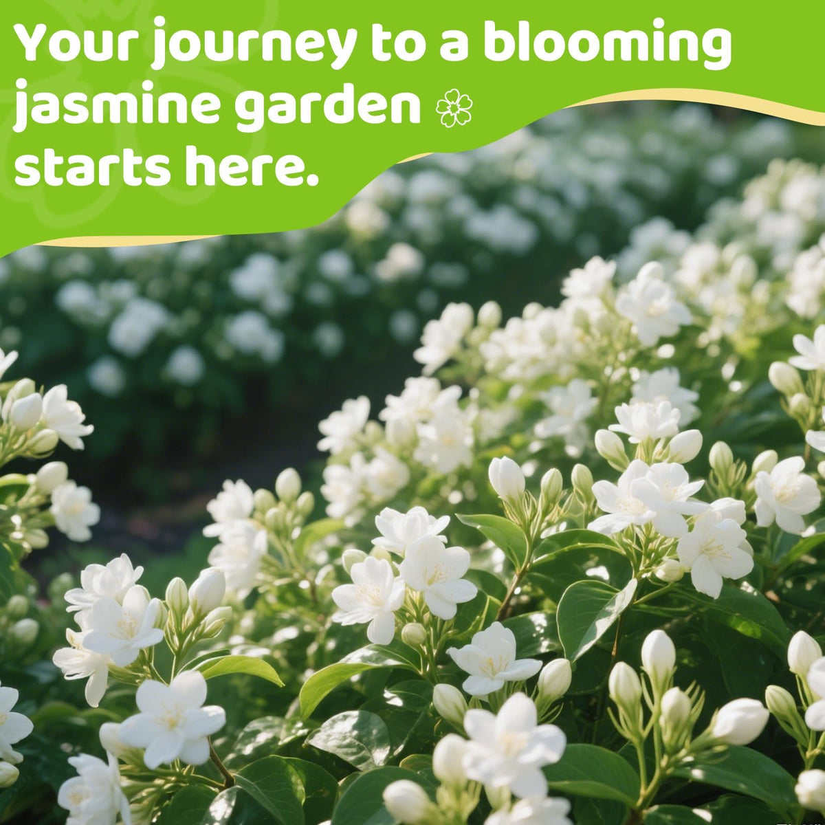EquSym easy-start jasmine seeds promote quick germination for beginner gardeners