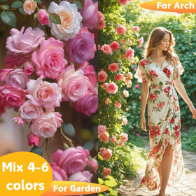 EquSym color-climbing roses bloom along your arch or fence border.