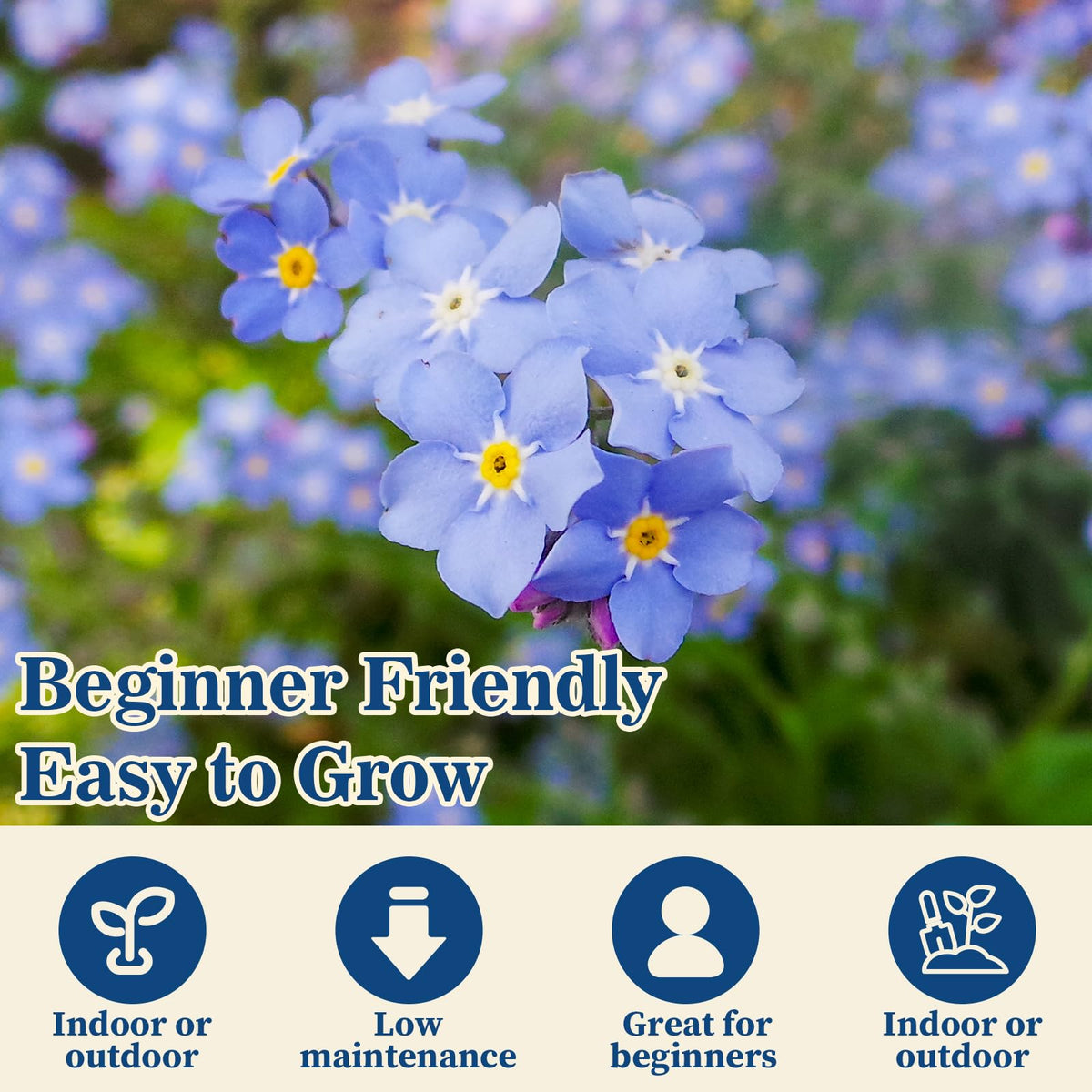 EquSym Forget-Me-Not borders and pots showcase delicate blue flowers