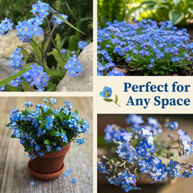 EquSym Forget-Me-Not thriving in containers with easy care