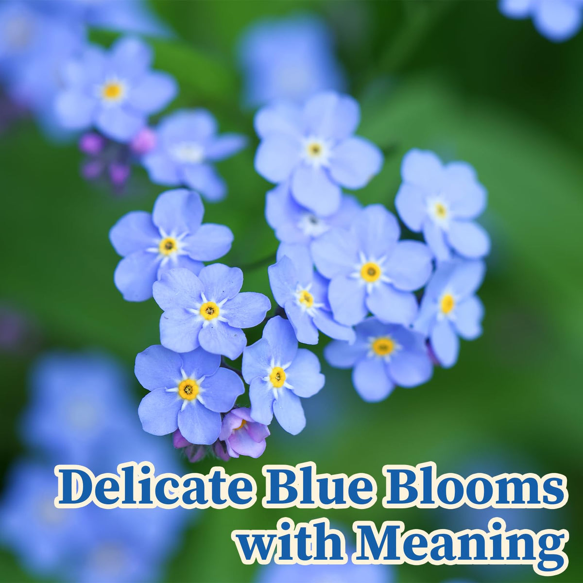 EquSym Forget-Me-Not meadow scene adds natural, romantic charm