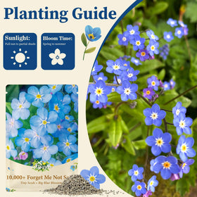 EquSym Forget-Me-Not ideal for memorials or wedding favors