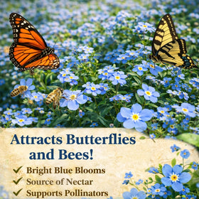 EquSym Forget-Me-Not attracts bees and butterflies for pollinator gardens
