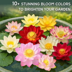 EquSym lotus seeds in aquarium and water garden setup