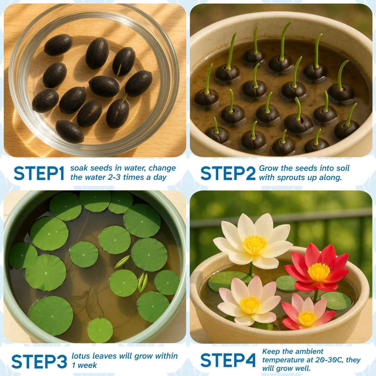 EquSym lotus seeds creating a calming space with color