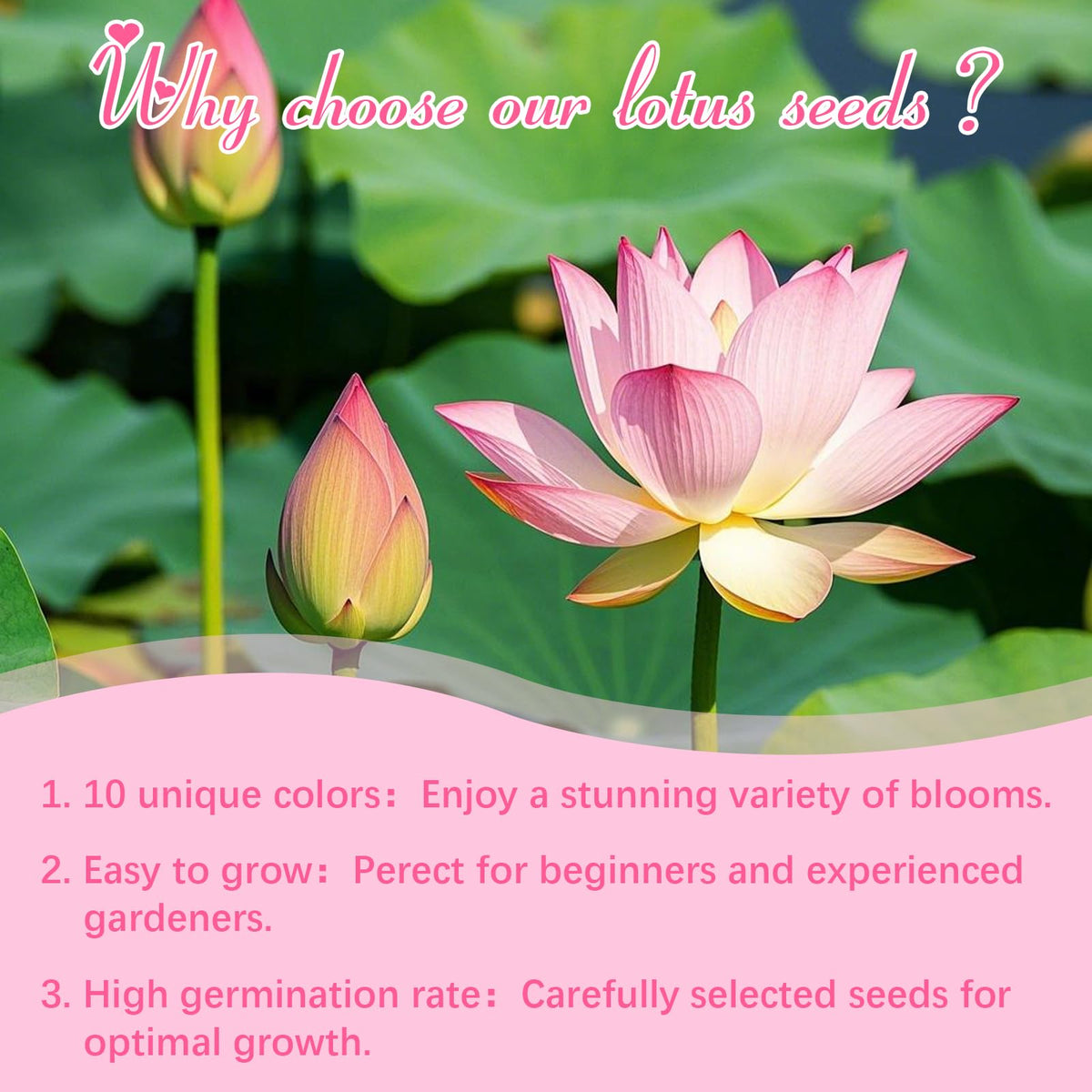EquSym lotus seeds high germination potential highlighted