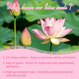 EquSym lotus seeds high germination potential highlighted