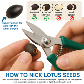 EquSym lotus seeds scarification guide for sprouting