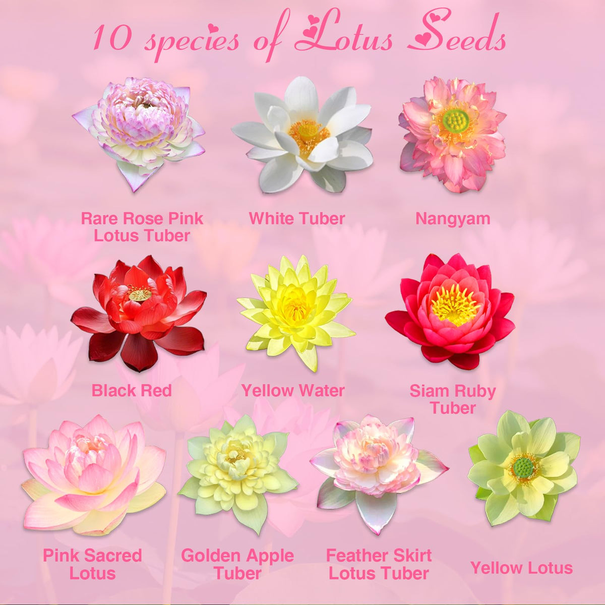 EquSym lotus varieties mix showcasing colors and forms for vibrant pond display