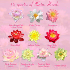 EquSym lotus varieties mix showcasing colors and forms for vibrant pond display