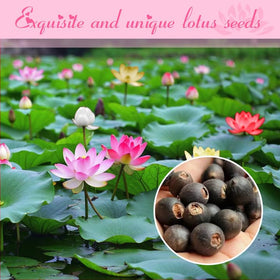 EquSym pond and water garden setup featuring premium lotus seeds ready to plant