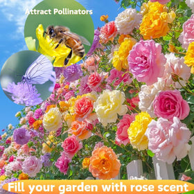 EquSym seeds create arch and trellis displays with climbing roses.