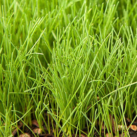 Eretz Creeping Red Fine Fescue Seed closeup blades highlights fine texture for shaded lawns.