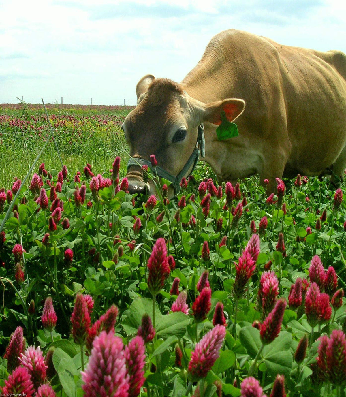 Eretz Crimson Clover Seed bloom closeup highlights vibrant flowers and pollinator-friendly potential.