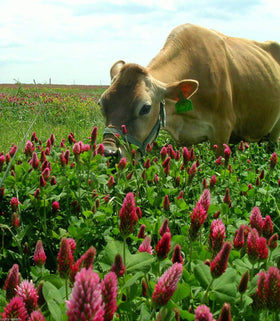 Eretz Crimson Clover Seed bloom closeup highlights vibrant flowers and pollinator-friendly potential.