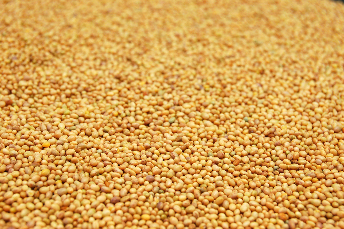 Eretz Crimson Clover Seed for pasture use in field image shows versatile cover crop benefits.