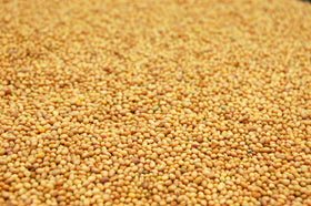 Eretz Crimson Clover Seed for pasture use in field image shows versatile cover crop benefits.