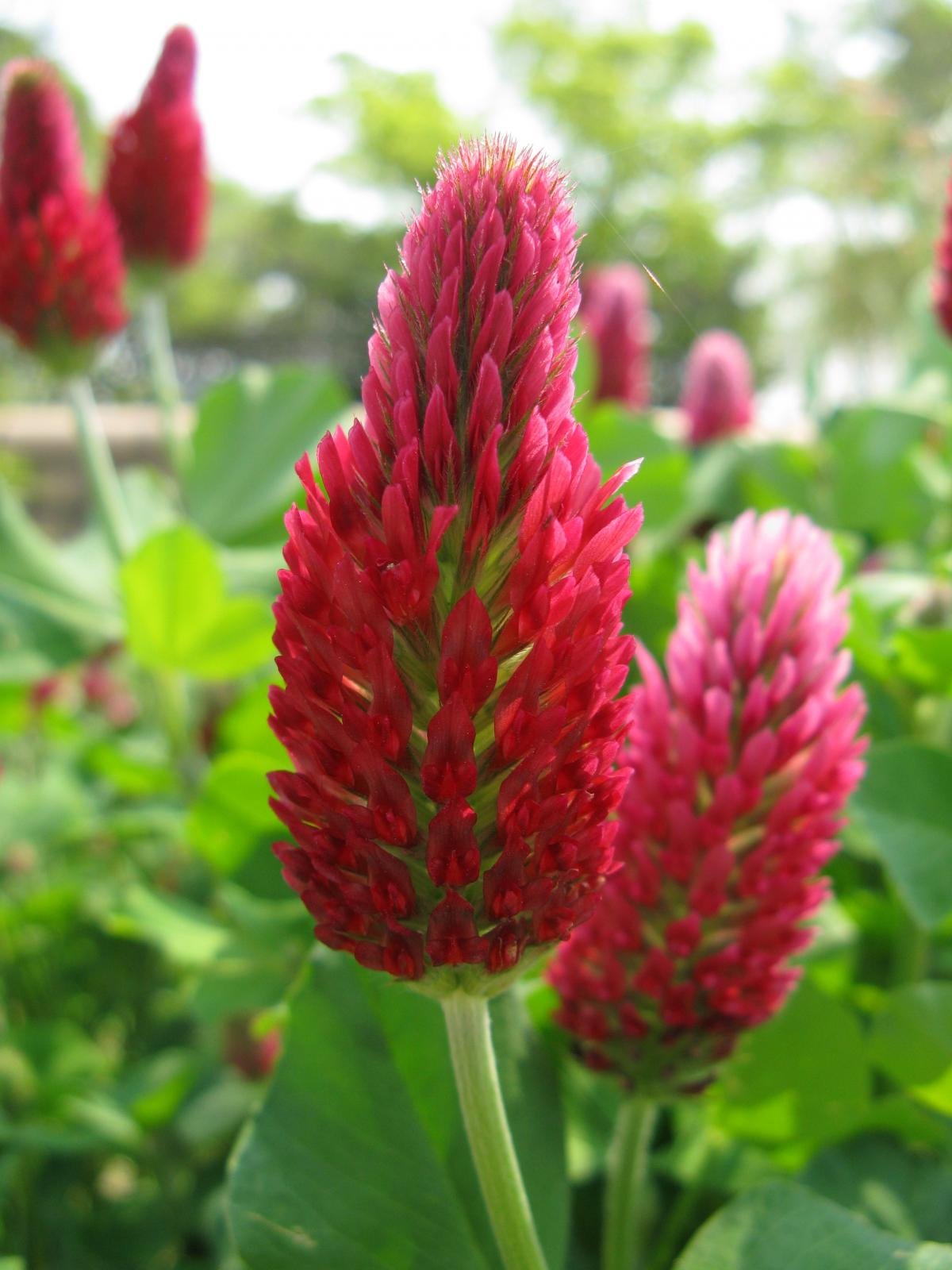 Eretz Crimson Clover Seed USA grown highlights premium, non-GMO seed for reliable germination.