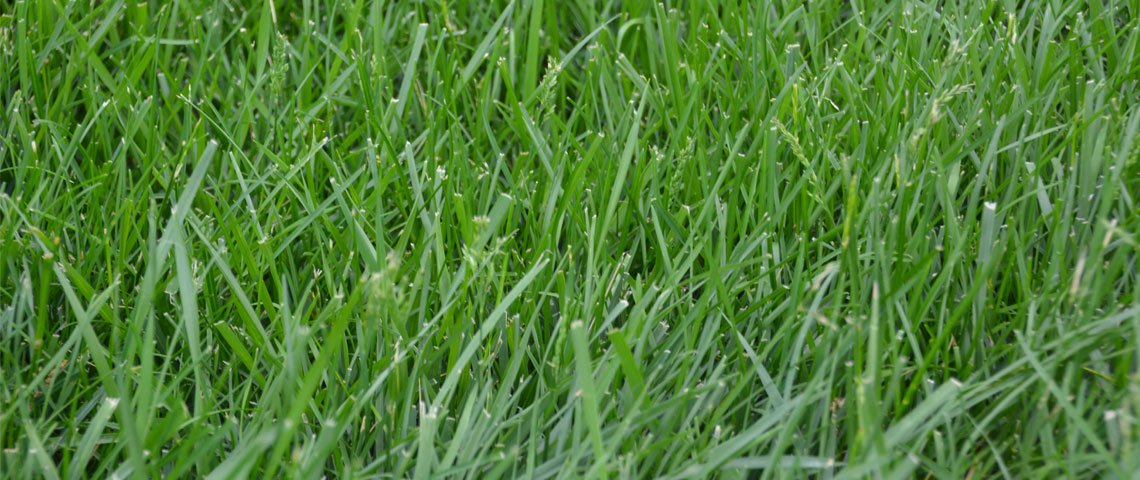 Eretz K31 tall fescue field appearance suggests dense, durable turf ready for traffic