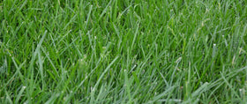 Eretz K31 tall fescue field appearance suggests dense, durable turf ready for traffic