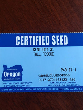 Ready-to-plant tall fescue for pastures and lawns