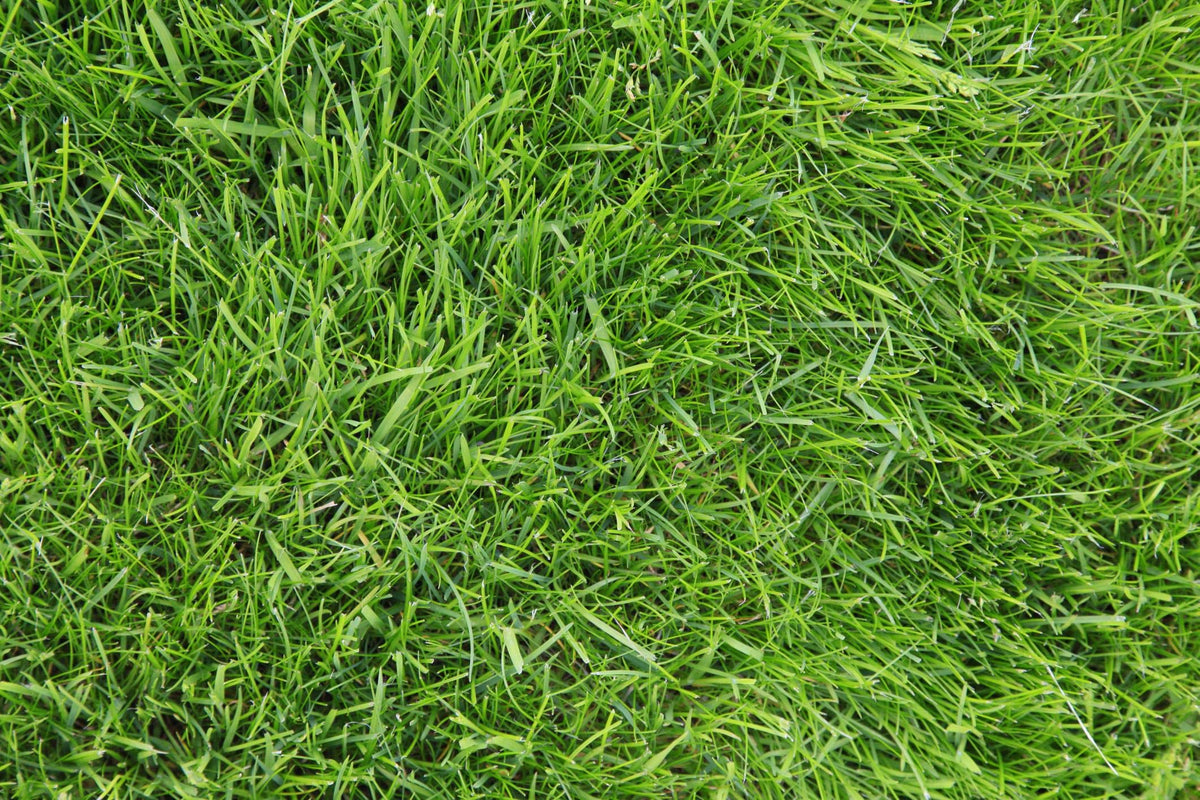 State-certified seed label confirming purity and compliance