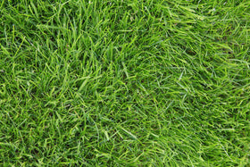 State-certified seed label confirming purity and compliance