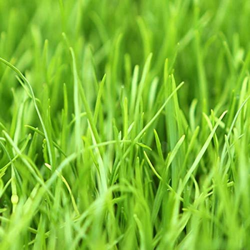 Eretz lawn overseed application image demonstrates patch repair potential.