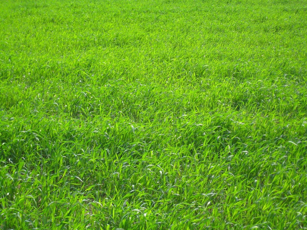 Weed-seed free premium seed ideal for reseeding and even coverage