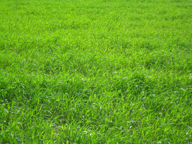 Weed-seed free premium seed ideal for reseeding and even coverage