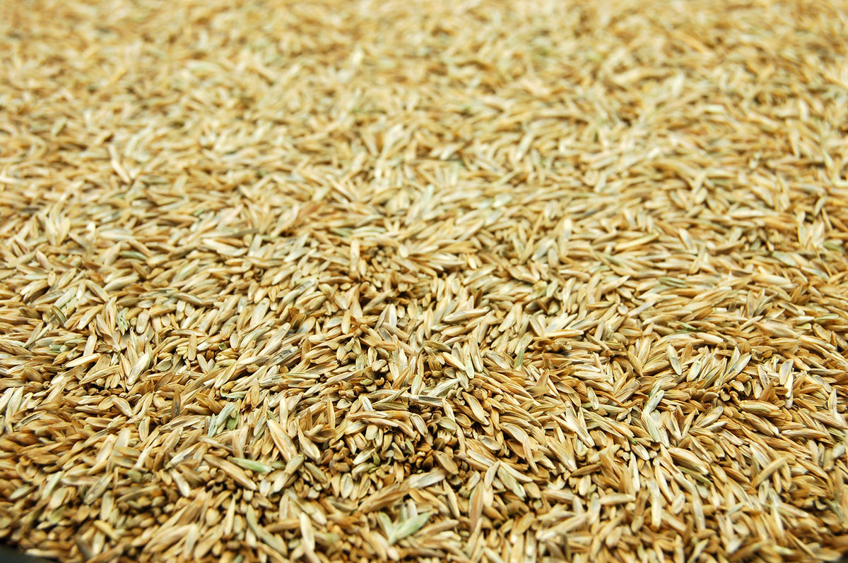 Willamette Valley grown ryegrass seed in rich dark green blade