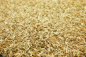 Willamette Valley grown ryegrass seed in rich dark green blade