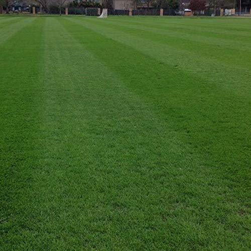 Eretz ryegrass seed with pasture application view, ideal for quick overseeding and soil stabilization.