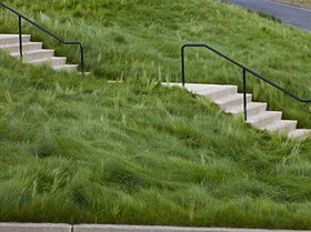 Eretz Creeping Red Fescue seed purity 99.6 percent emphasizes weed-free quality.