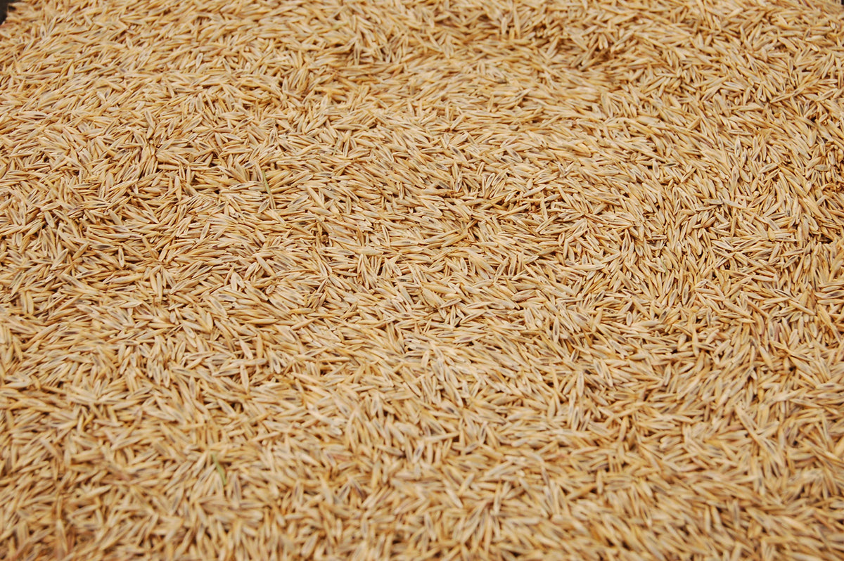 Eretz Creeping Red Fescue seed shows shaded lawn performance in low-light areas.